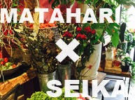 MATAHARI×SEIKA (9/11~18)