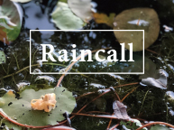 Raincall（11/13~18）